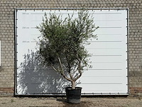 Olijfboom vertakt xl - olea europaea - ca. 60 jaar oud - hoogte ca. 270 cm - afbeelding 4 van  4