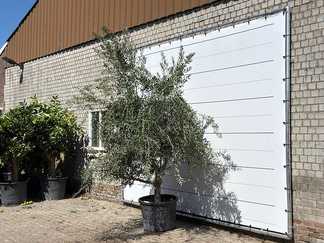 Olijfboom vertakt xl - olea europaea - ca. 60 jaar oud - hoogte ca. 280 cm - afbeelding 1 van  1