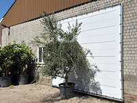 Olijfboom vertakt xl - olea europaea - ca. 60 jaar oud - hoogte ca. 280 cm - afbeelding 1 van  1