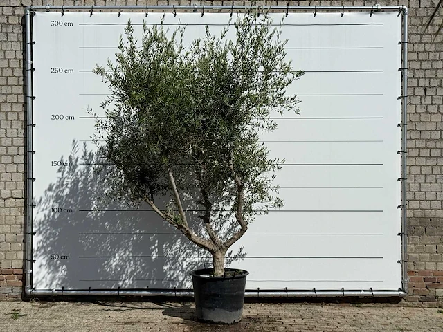 Olijfboom vertakt xl - olea europaea - ca. 60 jaar oud - hoogte ca. 280 cm - afbeelding 1 van  4