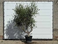 Olijfboom vertakt xl - olea europaea - ca. 60 jaar oud - hoogte ca. 280 cm