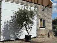 Olijfboom vertakt xl - olea europaea - ca. 60 jaar oud - hoogte ca. 280 cm - afbeelding 3 van  4