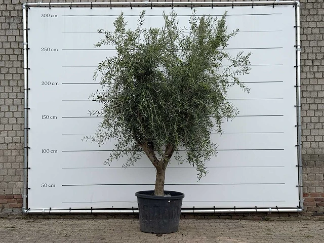 Olijfboom vertakt xl - olea europaea - ca. 60 jaar oud - hoogte ca. 280 cm - afbeelding 1 van  3