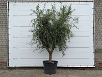 Olijfboom vertakt xl - olea europaea - ca. 60 jaar oud - hoogte ca. 280 cm