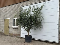Olijfboom vertakt xl - olea europaea - ca. 60 jaar oud - hoogte ca. 280 cm - afbeelding 2 van  3