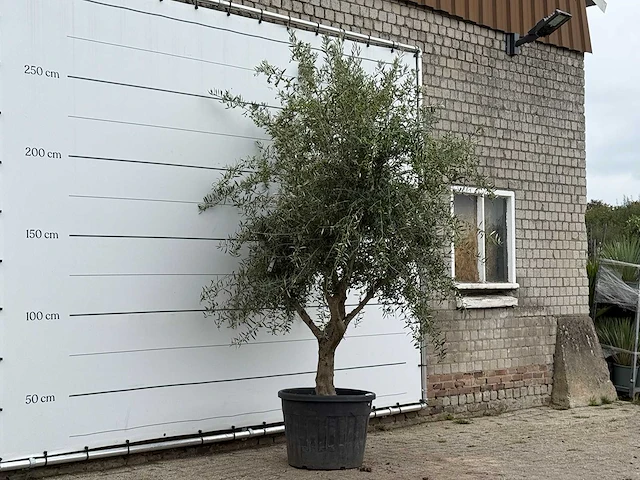Olijfboom vertakt xl - olea europaea - ca. 60 jaar oud - hoogte ca. 280 cm - afbeelding 3 van  3