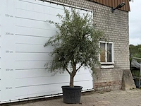 Olijfboom vertakt xl - olea europaea - ca. 60 jaar oud - hoogte ca. 280 cm - afbeelding 3 van  3