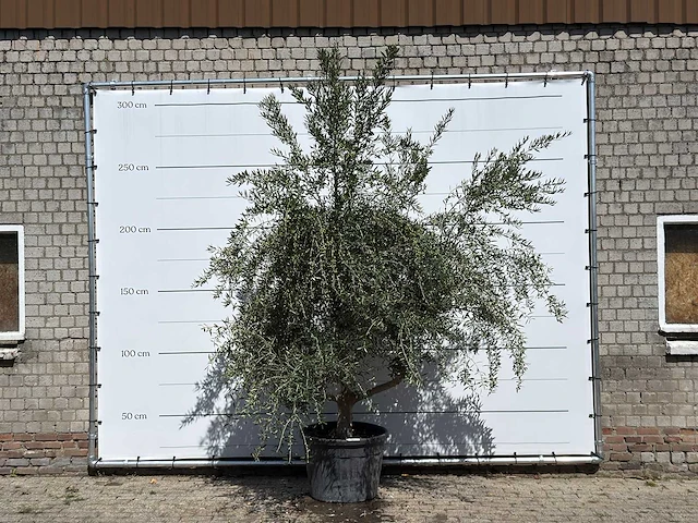 Olijfboom vertakt xl - olea europaea - ca. 60 jaar oud - hoogte ca. 280 cm - afbeelding 1 van  3