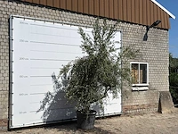 Olijfboom vertakt xl - olea europaea - ca. 60 jaar oud - hoogte ca. 280 cm - afbeelding 3 van  3