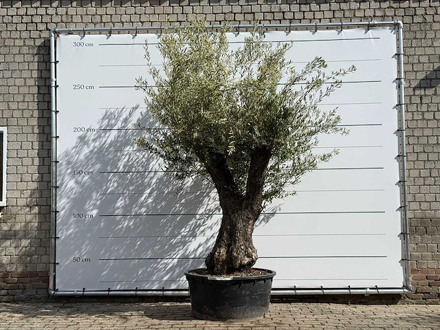 Olijfboom vertakt xl - olea europaea - ca. 75 jaar oud - hoogte ca. 260 cm - afbeelding 1 van  7