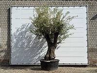 Olijfboom vertakt xl - olea europaea - ca. 75 jaar oud - hoogte ca. 260 cm - afbeelding 2 van  7