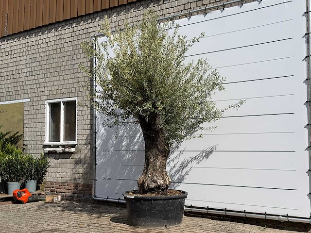 Olijfboom vertakt xl - olea europaea - ca. 75 jaar oud - hoogte ca. 260 cm - afbeelding 3 van  7