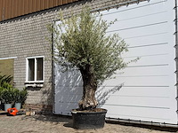 Olijfboom vertakt xl - olea europaea - ca. 75 jaar oud - hoogte ca. 260 cm - afbeelding 3 van  7