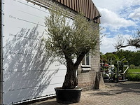 Olijfboom vertakt xl - olea europaea - ca. 75 jaar oud - hoogte ca. 260 cm - afbeelding 4 van  7