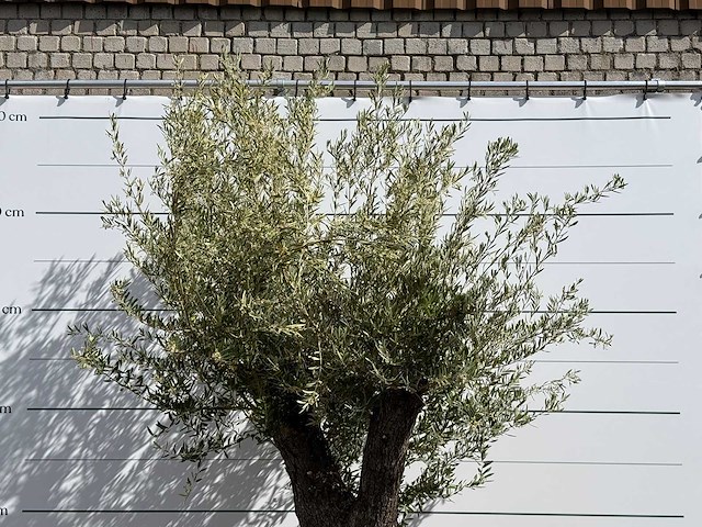 Olijfboom vertakt xl - olea europaea - ca. 75 jaar oud - hoogte ca. 260 cm - afbeelding 5 van  7