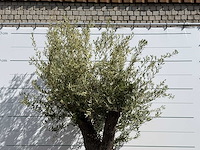 Olijfboom vertakt xl - olea europaea - ca. 75 jaar oud - hoogte ca. 260 cm - afbeelding 5 van  7