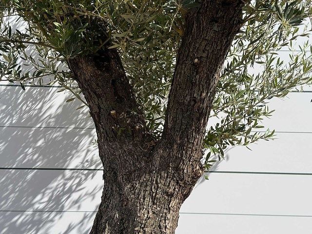 Olijfboom vertakt xl - olea europaea - ca. 75 jaar oud - hoogte ca. 260 cm - afbeelding 6 van  7