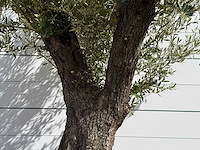 Olijfboom vertakt xl - olea europaea - ca. 75 jaar oud - hoogte ca. 260 cm - afbeelding 6 van  7