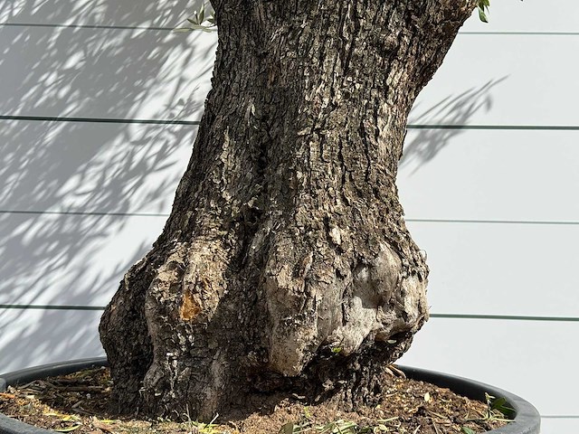 Olijfboom vertakt xl - olea europaea - ca. 75 jaar oud - hoogte ca. 260 cm - afbeelding 7 van  7