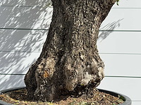 Olijfboom vertakt xl - olea europaea - ca. 75 jaar oud - hoogte ca. 260 cm - afbeelding 7 van  7