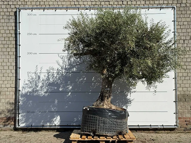 Olijfboom vertakt xl - olea europaea - ca. 80 jaar oud - hoogte ca. 250 cm - afbeelding 1 van  3