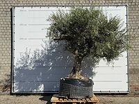 Olijfboom vertakt xl - olea europaea - ca. 80 jaar oud - hoogte ca. 250 cm