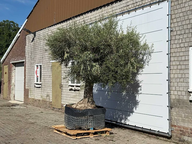 Olijfboom vertakt xl - olea europaea - ca. 80 jaar oud - hoogte ca. 250 cm - afbeelding 2 van  3