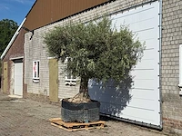 Olijfboom vertakt xl - olea europaea - ca. 80 jaar oud - hoogte ca. 250 cm - afbeelding 2 van  3