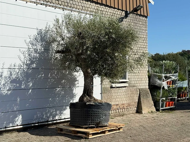 Olijfboom vertakt xl - olea europaea - ca. 80 jaar oud - hoogte ca. 250 cm - afbeelding 3 van  3