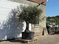 Olijfboom vertakt xl - olea europaea - ca. 80 jaar oud - hoogte ca. 250 cm - afbeelding 3 van  3