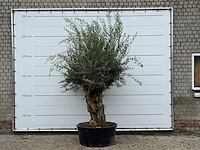 Olijfboom vertakt xl - olea europaea - ca. 80 jaar oud - hoogte ca. 280 cm - afbeelding 1 van  3