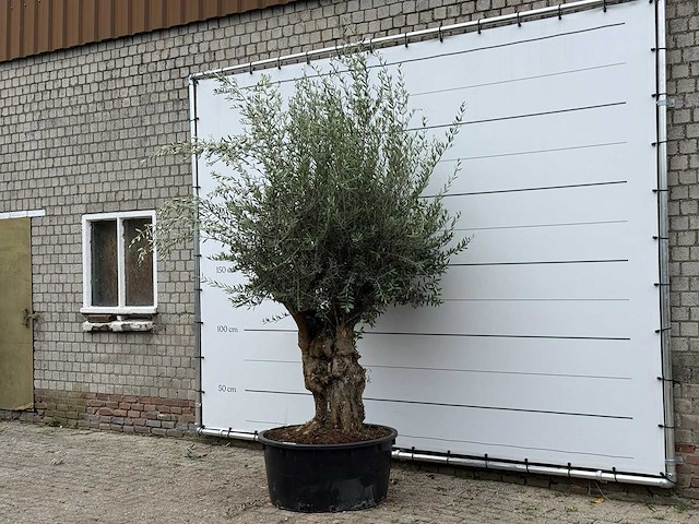 Olijfboom vertakt xl - olea europaea - ca. 80 jaar oud - hoogte ca. 280 cm - afbeelding 2 van  3