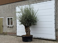 Olijfboom vertakt xl - olea europaea - ca. 80 jaar oud - hoogte ca. 280 cm - afbeelding 2 van  3