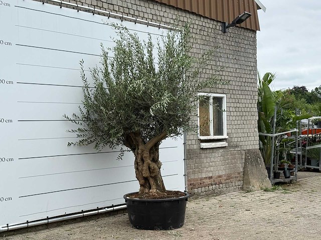 Olijfboom vertakt xl - olea europaea - ca. 80 jaar oud - hoogte ca. 280 cm - afbeelding 3 van  3