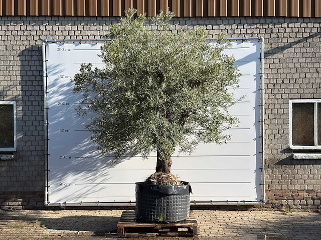 Olijfboom vertakt xl - olea europaea - ca. 80 jaar oud - hoogte ca. 280 cm - afbeelding 1 van  5