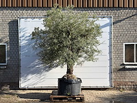 Olijfboom vertakt xl - olea europaea - ca. 80 jaar oud - hoogte ca. 280 cm - afbeelding 1 van  5