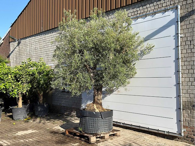 Olijfboom vertakt xl - olea europaea - ca. 80 jaar oud - hoogte ca. 280 cm - afbeelding 2 van  5