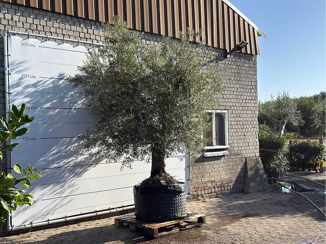 Olijfboom vertakt xl - olea europaea - ca. 80 jaar oud - hoogte ca. 280 cm - afbeelding 3 van  5