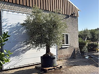 Olijfboom vertakt xl - olea europaea - ca. 80 jaar oud - hoogte ca. 280 cm - afbeelding 3 van  5