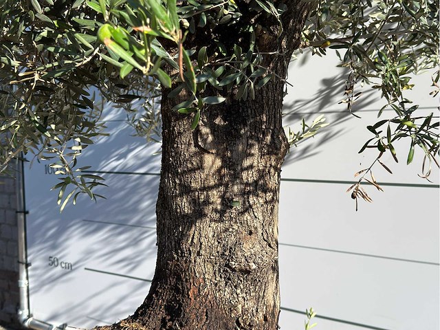 Olijfboom vertakt xl - olea europaea - ca. 80 jaar oud - hoogte ca. 280 cm - afbeelding 4 van  5