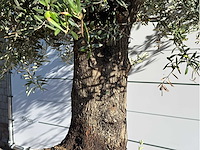Olijfboom vertakt xl - olea europaea - ca. 80 jaar oud - hoogte ca. 280 cm - afbeelding 4 van  5