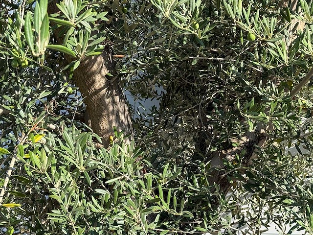 Olijfboom vertakt xl - olea europaea - ca. 80 jaar oud - hoogte ca. 280 cm - afbeelding 5 van  5