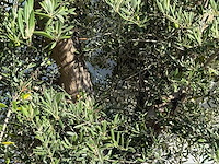 Olijfboom vertakt xl - olea europaea - ca. 80 jaar oud - hoogte ca. 280 cm - afbeelding 5 van  5