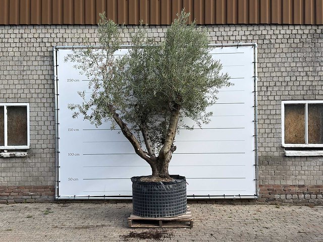 Olijfboom vertakt xl - olea europaea - ca. 80 jaar oud - hoogte ca. 280 cm - afbeelding 1 van  5