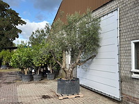 Olijfboom vertakt xl - olea europaea - ca. 80 jaar oud - hoogte ca. 280 cm - afbeelding 2 van  5