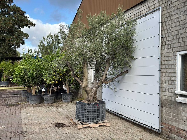 Olijfboom vertakt xl - olea europaea - ca. 80 jaar oud - hoogte ca. 280 cm - afbeelding 3 van  5