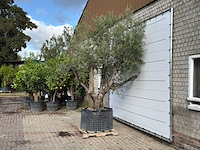 Olijfboom vertakt xl - olea europaea - ca. 80 jaar oud - hoogte ca. 280 cm - afbeelding 3 van  5