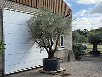 Olijfboom vertakt xl - olea europaea - ca. 80 jaar oud - hoogte ca. 280 cm - afbeelding 4 van  5