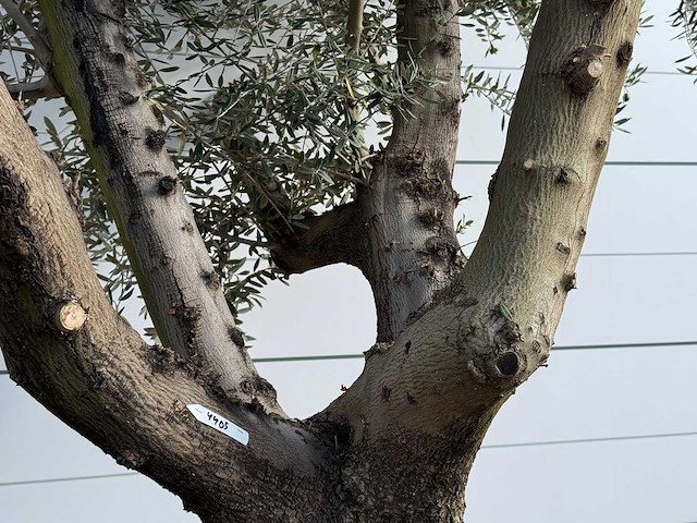 Olijfboom vertakt xl - olea europaea - ca. 80 jaar oud - hoogte ca. 280 cm - afbeelding 5 van  5