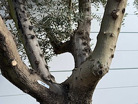 Olijfboom vertakt xl - olea europaea - ca. 80 jaar oud - hoogte ca. 280 cm - afbeelding 5 van  5